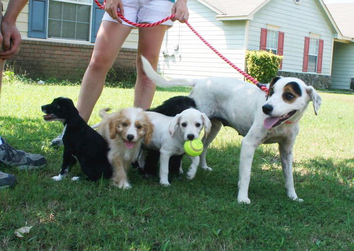 Partnerships – Grace Rescue for Southern Paws, Inc.