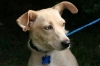 https://gracerescuesouthernpaws.org/wp-content/themes/humble/timthumb.php?q=100&w=650&h=350&src=http://gracerescuesouthernpaws.org/wp-content/uploads/2013/04/5.jpg