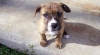https://gracerescuesouthernpaws.org/wp-content/themes/humble/timthumb.php?q=100&w=650&h=350&src=http://gracerescuesouthernpaws.org/wp-content/uploads/2013/04/7.jpg