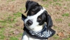 https://gracerescuesouthernpaws.org/wp-content/themes/humble/timthumb.php?q=100&w=650&h=350&src=http://gracerescuesouthernpaws.org/wp-content/uploads/2013/04/9.jpg